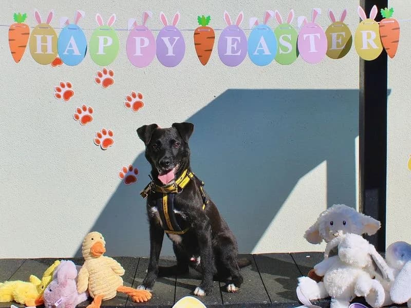 Archie,  (Dogs Trust Snetterton)