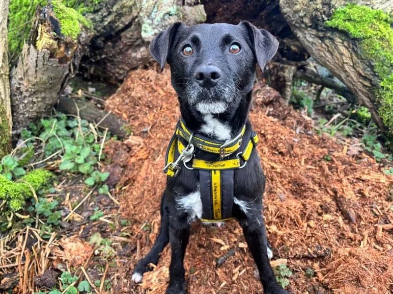 Archie, male 7yo mixed breed for adoption at Dogs Trust Snetterton, Snetterton
