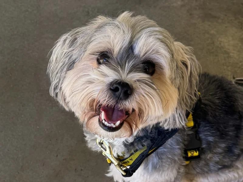 Gizmo, male 7yo Yorkshire Terrier for adoption at Dogs Trust Basildon, Wickford