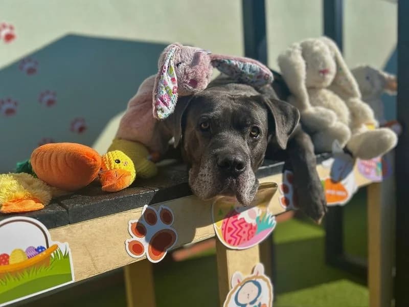 Moose, male 7yo Cane Corso for adoption at Dogs Trust Snetterton, Snetterton