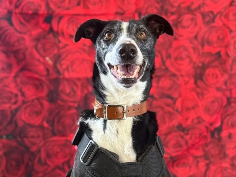 Cedric, male senior mixed breed for adoption at Dogs Trust Cardiff, Cardiff