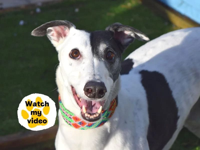 Patch, female 7yo Greyhound for adoption at Dogs Trust Harefield, Harefield