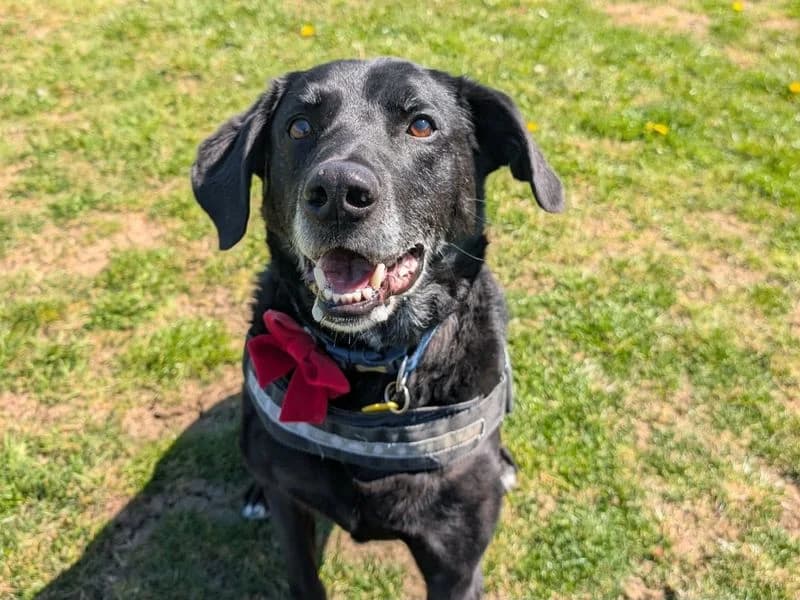Tobias, male senior Labrador Retriever for adoption at Dogs Trust Evesham, Evesham