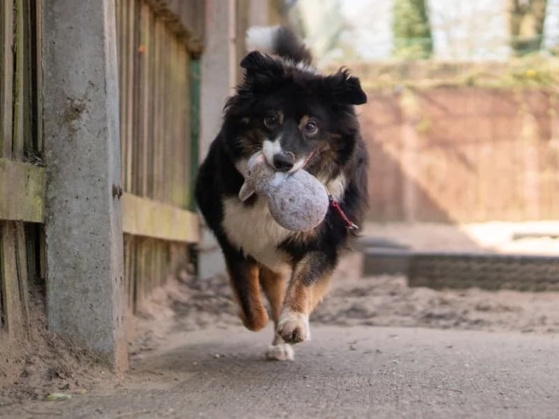 Miko, male senior Border Collie for adoption at Dogs Trust Kenilworth, Kenilworth