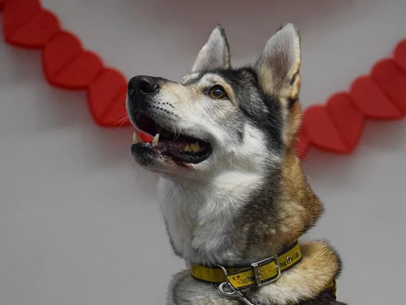 Jessie, female senior Husky for adoption at Dogs Trust Basildon, Wickford