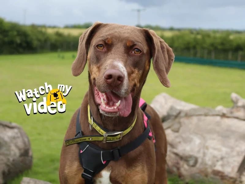 Pixie, Catahoula Leopard Dog (Dogs Trust Darlington)
