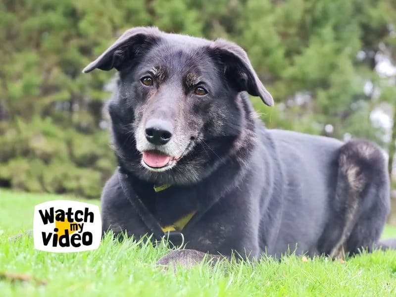 Opie, male senior Border Collie for adoption at Dogs Trust Leeds, Leeds