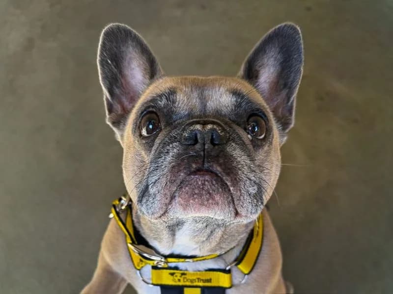 Hetty, female 7yo English Bulldog for adoption at Dogs Trust Basildon, Wickford