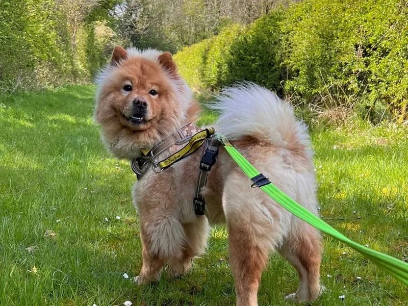 Cali, female 3yo mixed breed for adoption at Dogs Trust Salisbury, Newton Tony