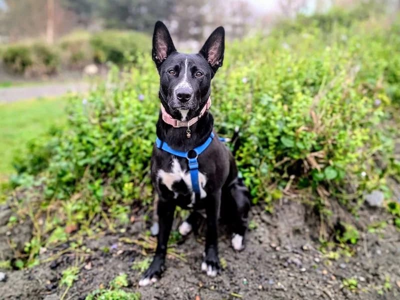 Molly, female 3yo Mixed Breed for adoption at Dogs Trust Cardiff, Cardiff