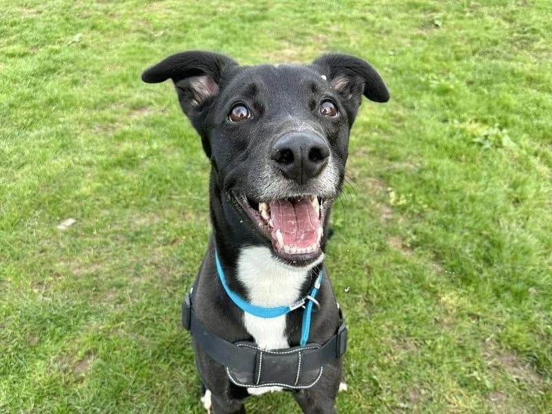 Pepsi, male Mixed Breed for adoption at Dogs Trust Harefield, Harefield