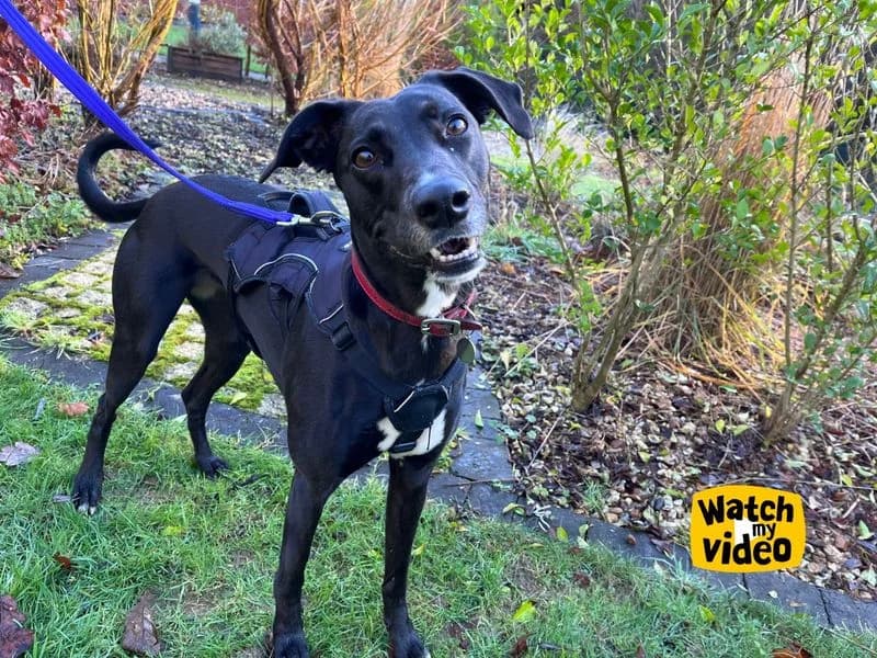Lexi, female 4yo mixed breed for adoption at Dogs Trust Ilfracombe, Ilfracombe