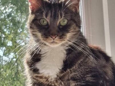 Rosie, female Mixed Breed for adoption at Bristol Animal Rescue Centre, Bristol