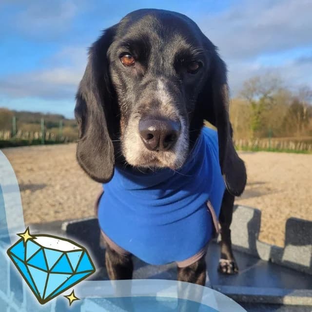 Margate, male 5yo Beagle for adoption at Many Tears Animal Rescue, Llanelli