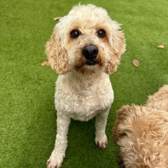 Gala, female 3yo Poodle for adoption at Many Tears Animal Rescue, Llanelli
