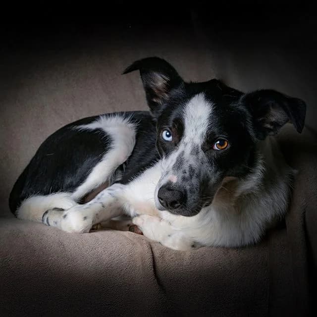 Emrys, black and white male Collie for adoption at Many Tears Animal Rescue, Llanelli
