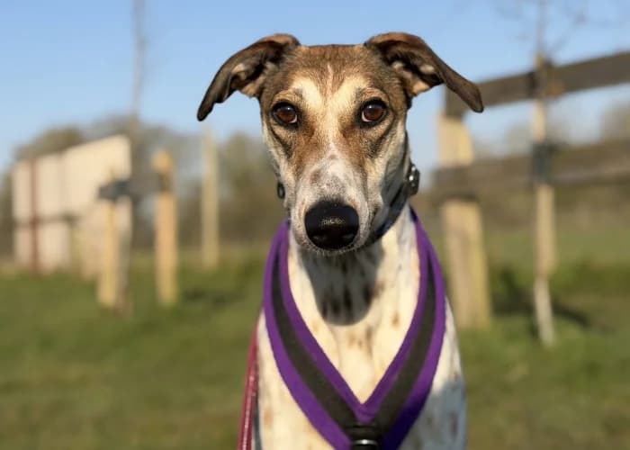 Valentine, female young mixed breed for adoption at RSPCA Danaher Animal Home, Braintree