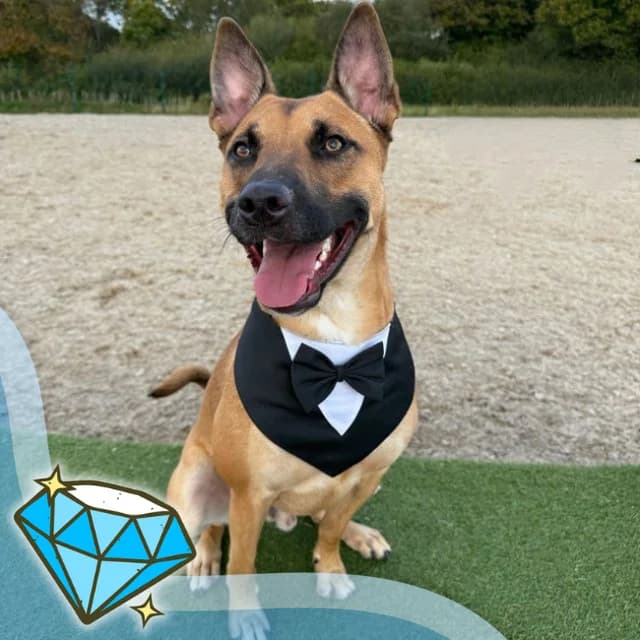 Ronald, Belgian Malinois (Many Tears Animal Rescue)