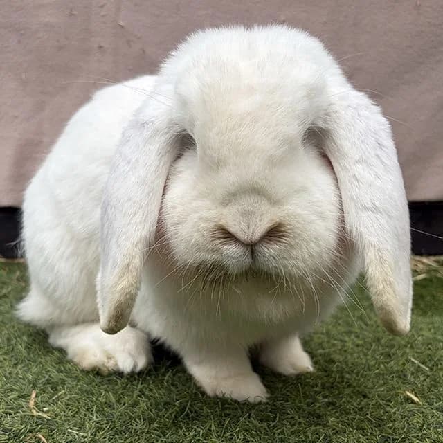 Flopsy, white male mixed breed for adoption at Many Tears Animal Rescue, Llanelli — photo 3 of 10