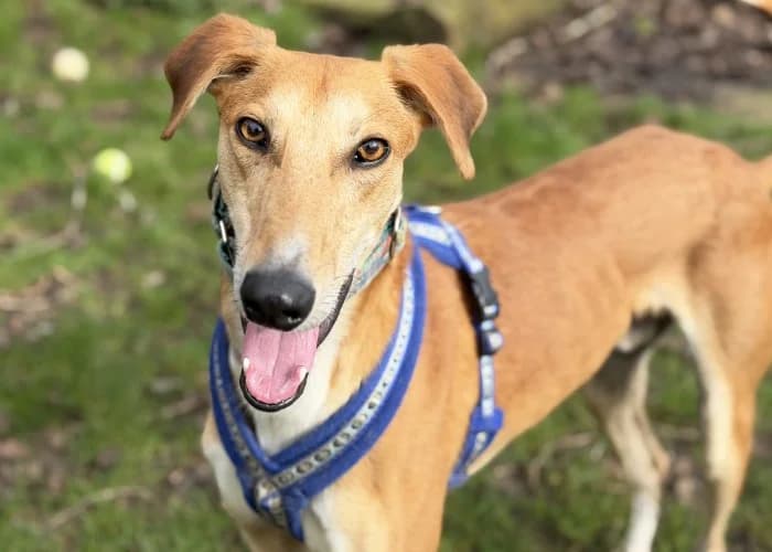 Eddie, male 4yo mixed breed for adoption at RSPCA Danaher Animal Home, Braintree