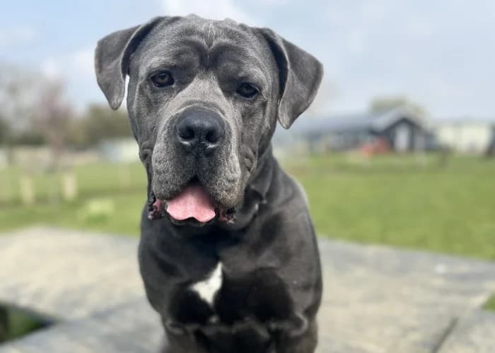 Blue
									
																		
									
										Reserved
									
									
									
							, male Cane Corso for adoption at RSPCA Danaher Animal Home, Braintree