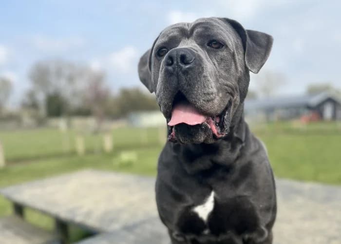 Blue
									
																		
									
										Reserved
									
									
									
							, grey male Cane Corso for adoption at RSPCA Danaher Animal Home, Braintree — photo 2 of 9