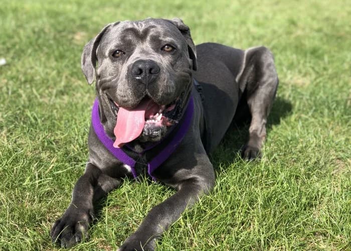 Blue
									
																		
									
										Reserved
									
									
									
							, grey male Cane Corso for adoption at RSPCA Danaher Animal Home, Braintree — photo 3 of 9