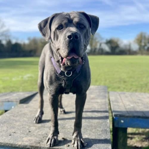 Blue
									
																		
									
										Reserved
									
									
									
							, grey male Cane Corso for adoption at RSPCA Danaher Animal Home, Braintree — photo 4 of 9