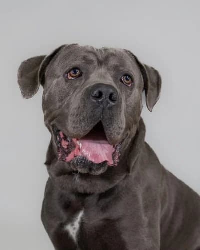 Blue
									
																		
									
										Reserved
									
									
									
							, grey male Cane Corso for adoption at RSPCA Danaher Animal Home, Braintree — photo 5 of 9