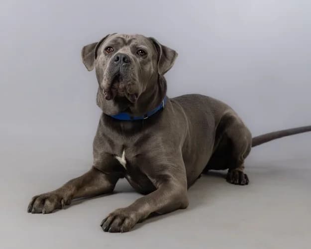Blue
									
																		
									
										Reserved
									
									
									
							, grey male Cane Corso for adoption at RSPCA Danaher Animal Home, Braintree — photo 6 of 9