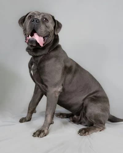 Blue
									
																		
									
										Reserved
									
									
									
							, grey male Cane Corso for adoption at RSPCA Danaher Animal Home, Braintree — photo 7 of 9