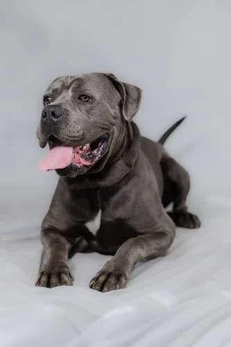 Blue
									
																		
									
										Reserved
									
									
									
							, grey male Cane Corso for adoption at RSPCA Danaher Animal Home, Braintree — photo 8 of 9
