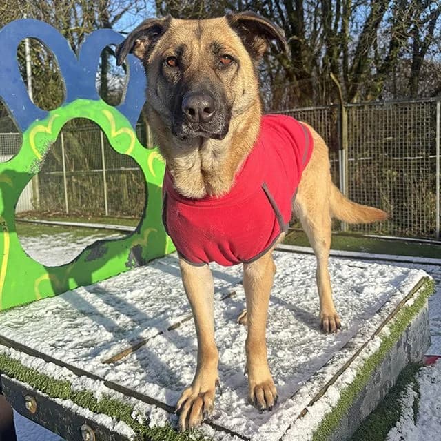 Nela, Mixed Breed (Many Tears Animal Rescue)