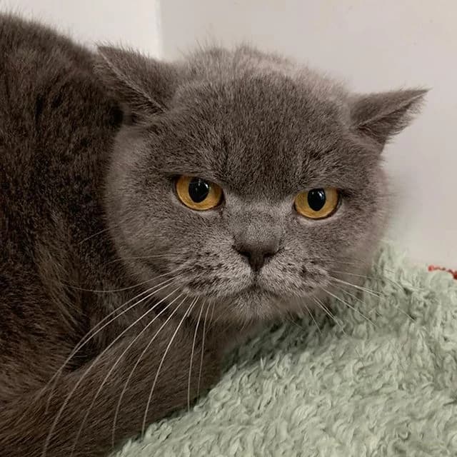 Berry, grey female British Shorthair for adoption at Many Tears Animal Rescue, Llanelli