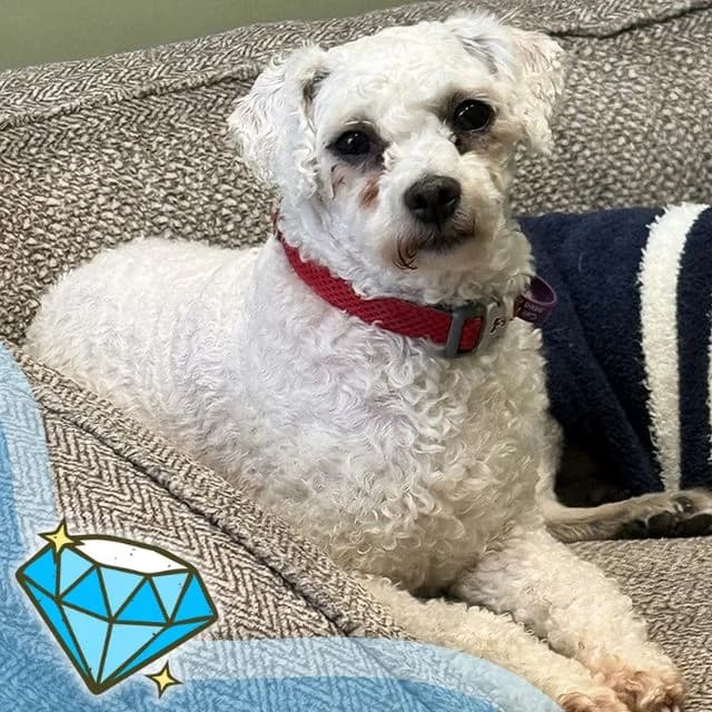 Venus, female 4yo Bichon Frisé for adoption at Many Tears Animal Rescue, Llanelli