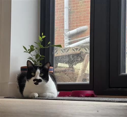 Tash, black and white female mixed breed for adoption at Raystede Centre, Ringmer — photo 2 of 6