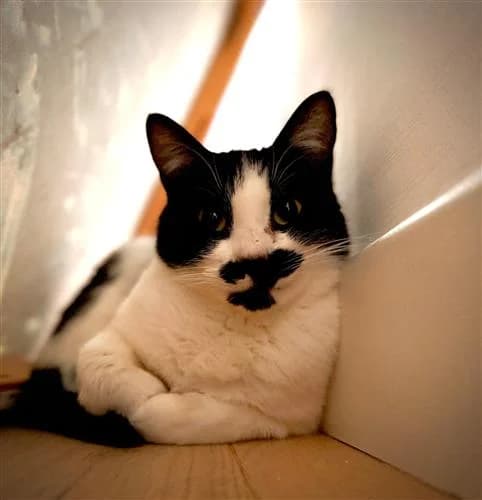 Tash, black and white female mixed breed for adoption at Raystede Centre, Ringmer — photo 3 of 6