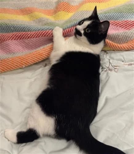 Tash, black and white female mixed breed for adoption at Raystede Centre, Ringmer — photo 4 of 6