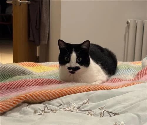 Tash, black and white female mixed breed for adoption at Raystede Centre, Ringmer — photo 5 of 6