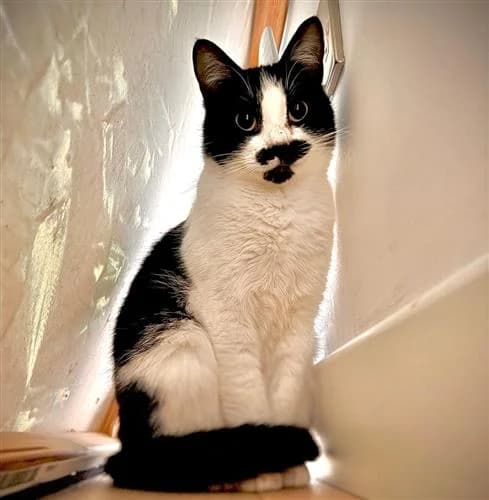 Tash, black and white female mixed breed for adoption at Raystede Centre, Ringmer — photo 6 of 6