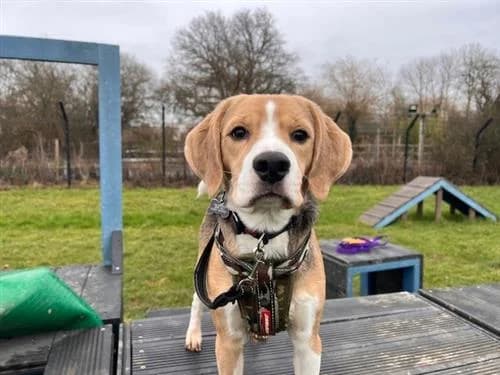 Bertie, male Beagle for adoption at Ringmer