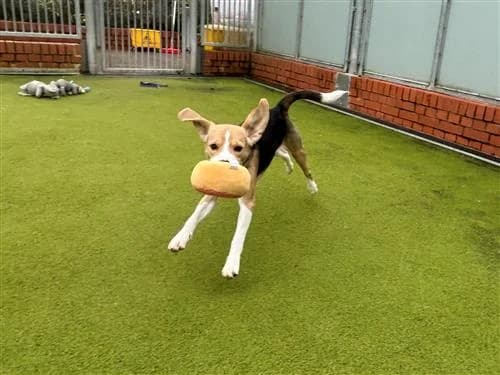 Bertie, male Beagle for adoption at Raystede Centre, Ringmer photo 2