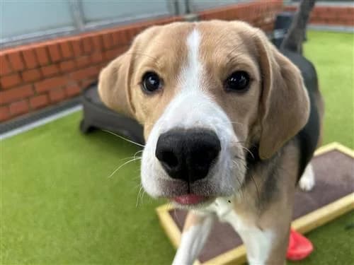 Bertie, male Beagle for adoption at Raystede Centre, Ringmer photo 3