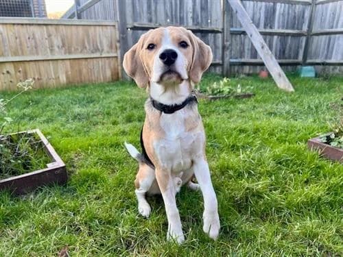 Bertie, male Beagle for adoption at Raystede Centre, Ringmer photo 4
