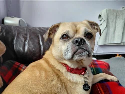 Simba, male Pug for adoption at Ringmer