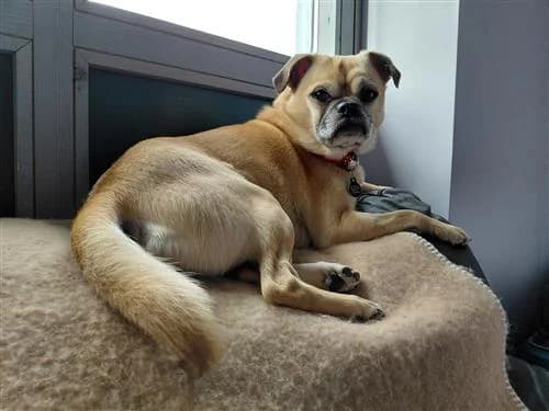 Simba, male Pug for adoption at Raystede Centre, Ringmer photo 2