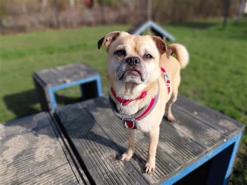 Simba, male Pug for adoption at Raystede Centre, Ringmer photo 3