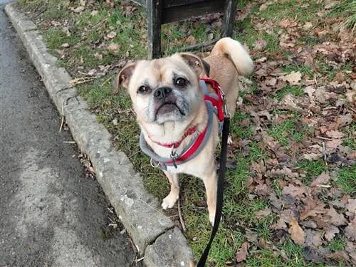 Simba, male Pug for adoption at Raystede Centre, Ringmer photo 4