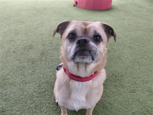 Simba, male Pug for adoption at Raystede Centre, Ringmer photo 5