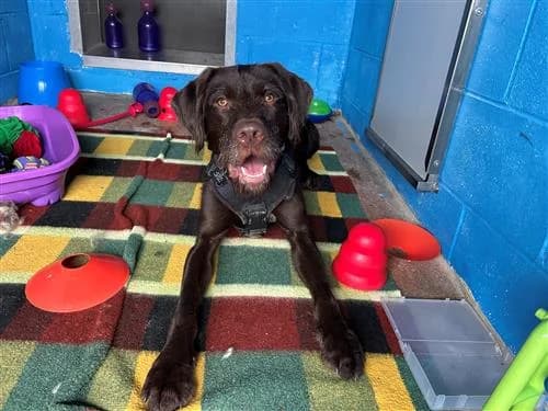 George, male Vizsla for adoption at Ringmer